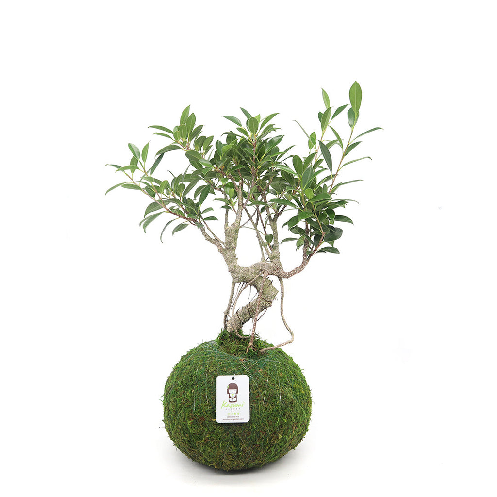 Bonsai Ficus Retusa | Moss Ball Kokedamas