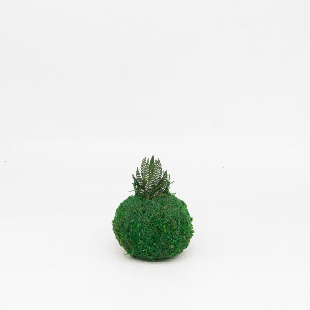 Mini Kokedama | Moss Ball Kokedamas