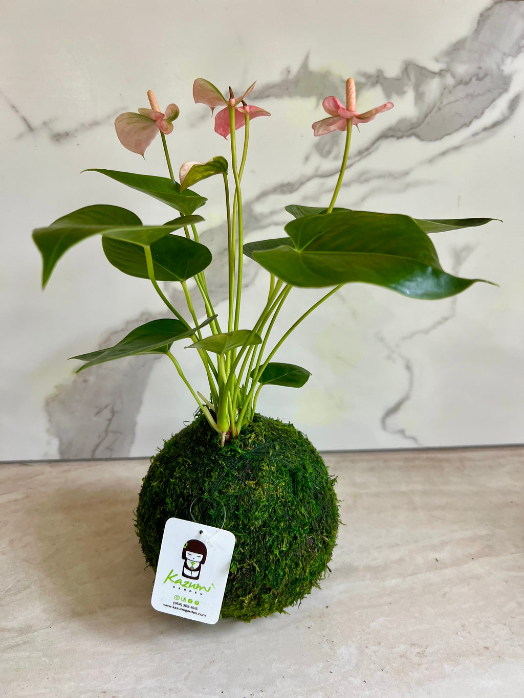 Anthurium | Moss Ball Kokedamas