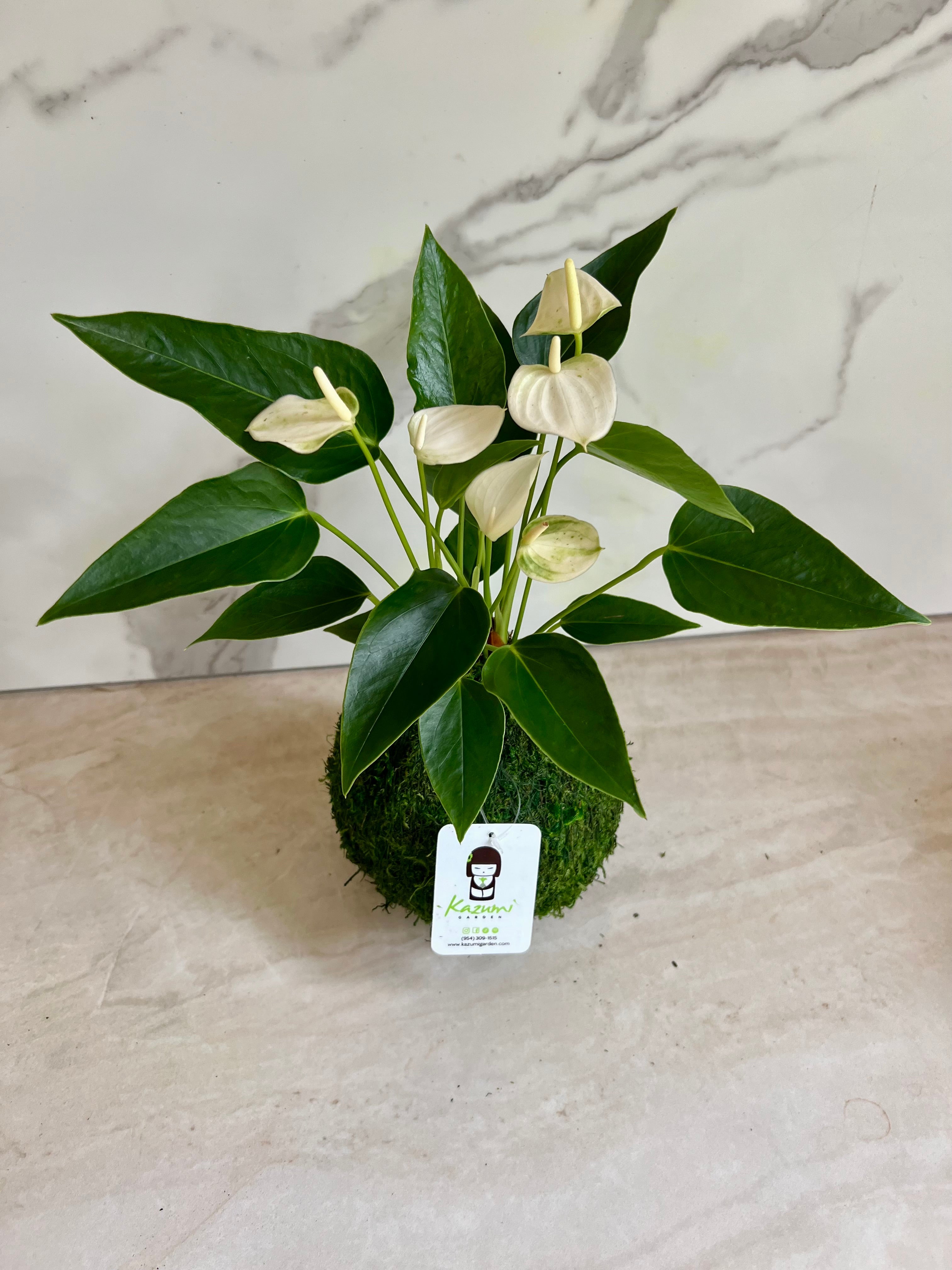 Anthurium | Moss Ball Kokedamas