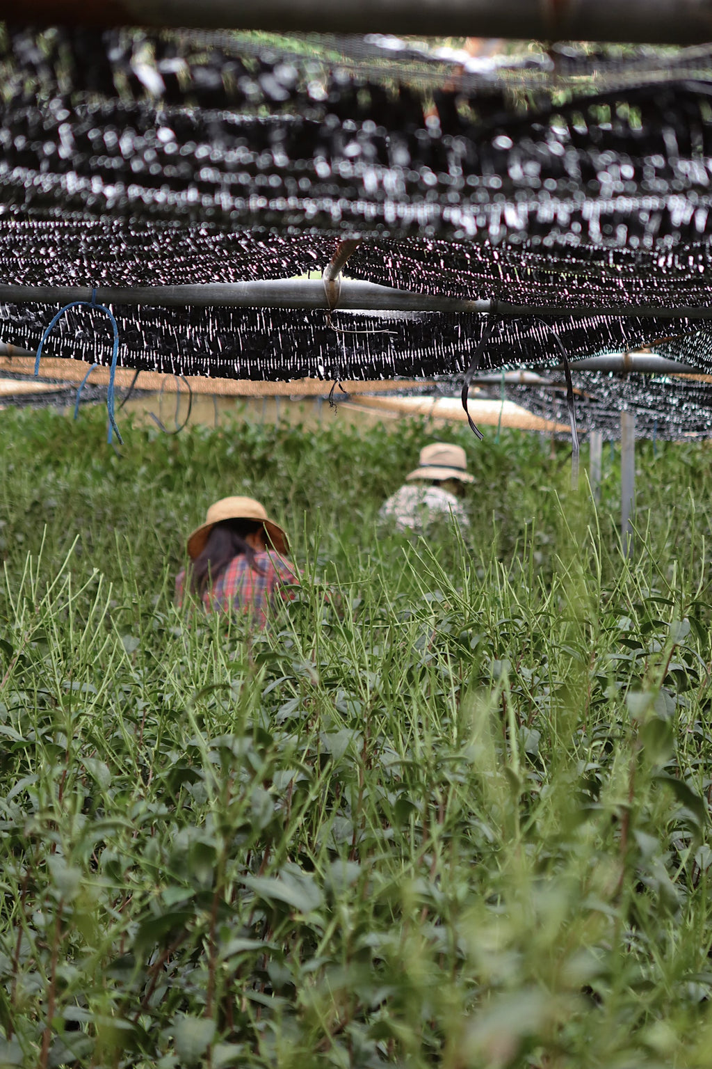 Samidori Single Cultivar Matcha