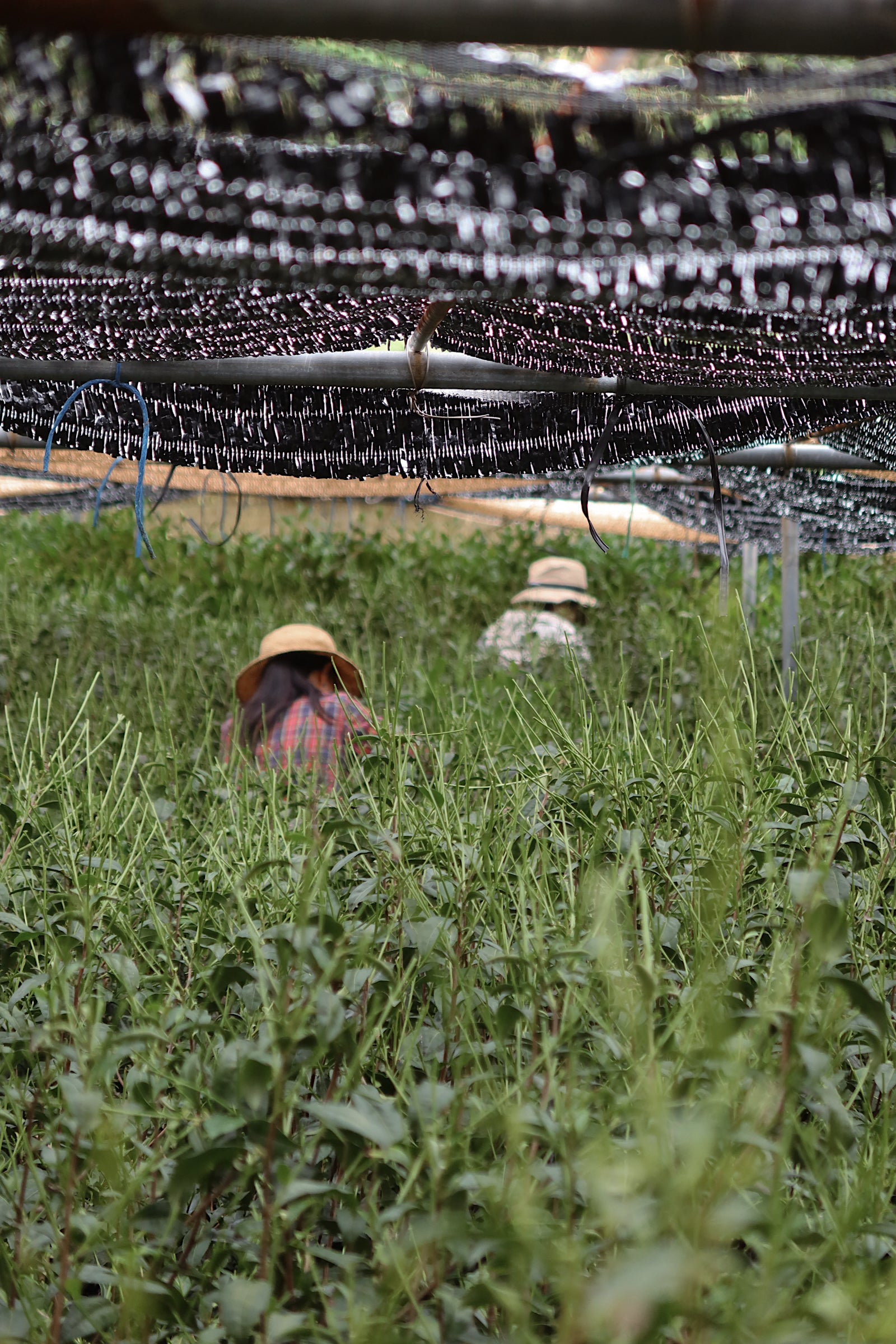 Samidori Single Cultivar Matcha