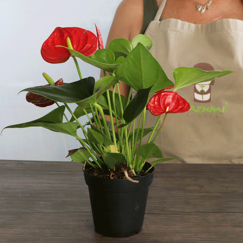 Anthurium | Moss Ball Kokedamas