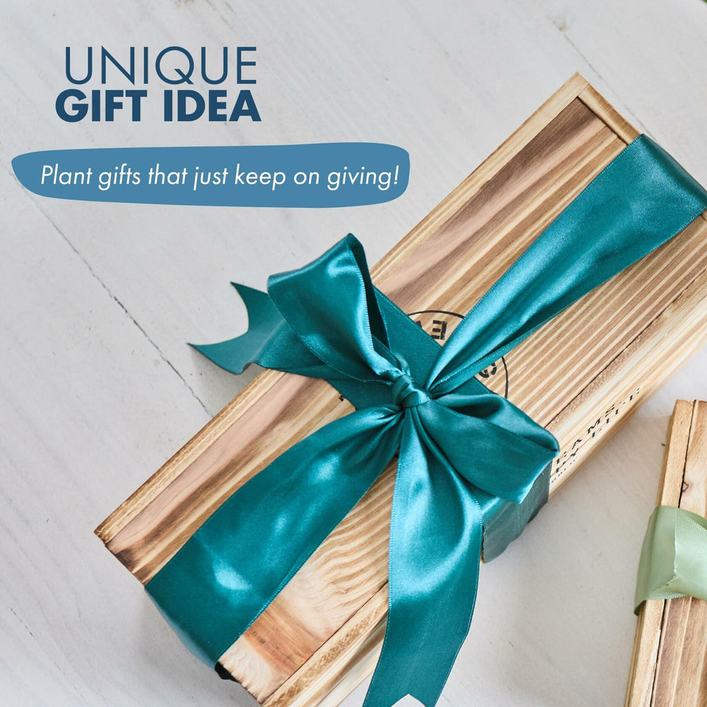 Garden Republic Medium Bonsai Tree Kit Grow 3 Mini Trees Indoor Green Brown