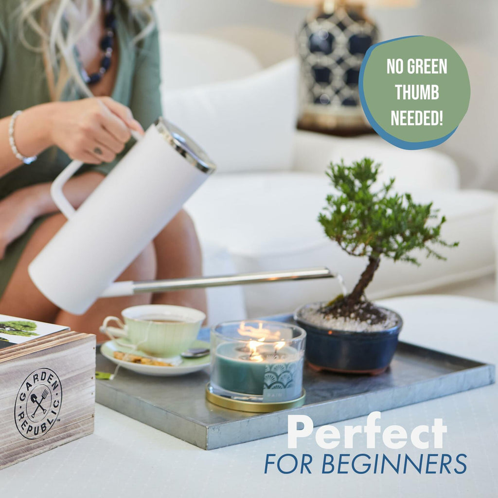 Garden Republic Medium Bonsai Tree Kit Grow 3 Mini Trees Indoor Green Brown