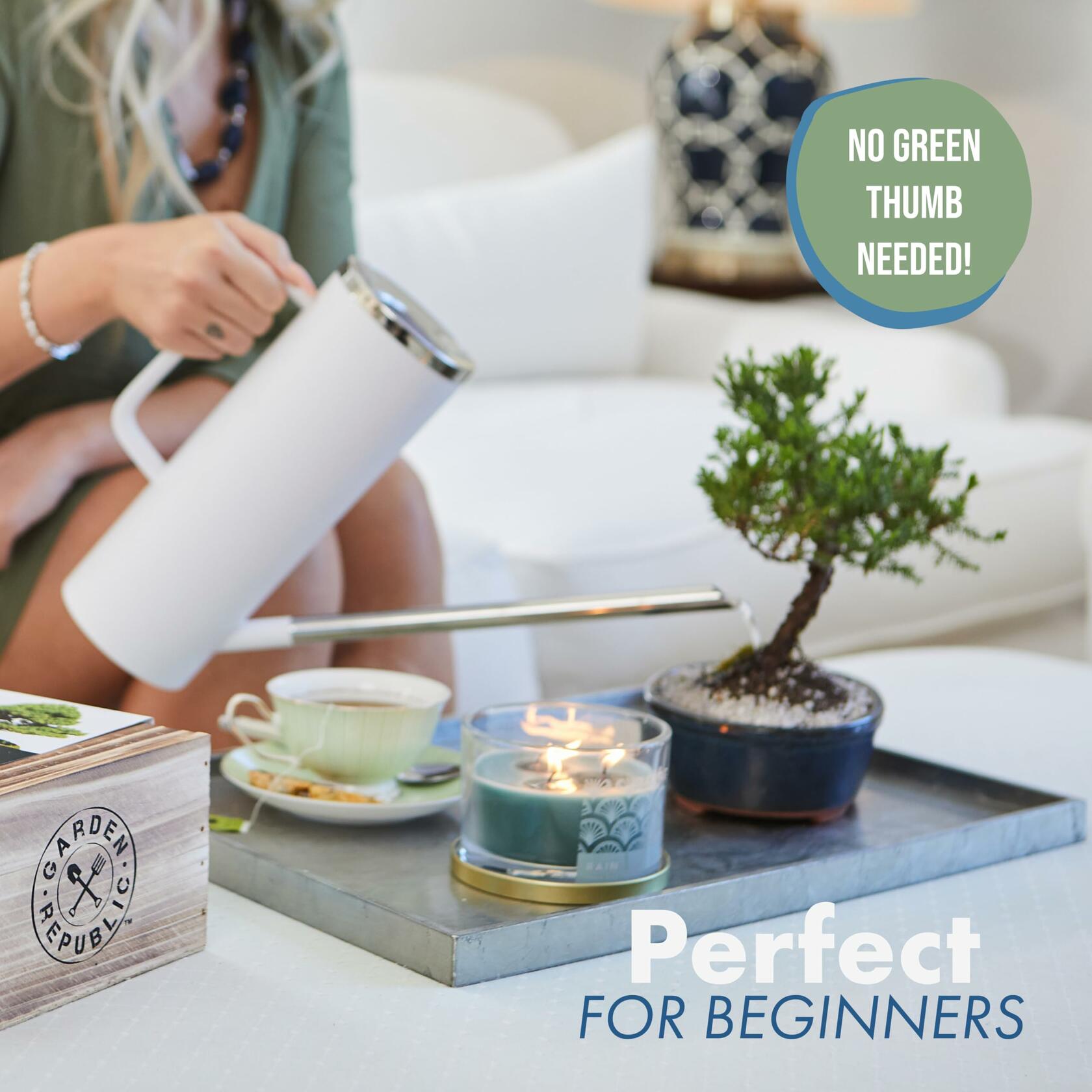 Garden Republic Medium Bonsai Tree Kit Grow 3 Mini Trees Indoor Green Brown