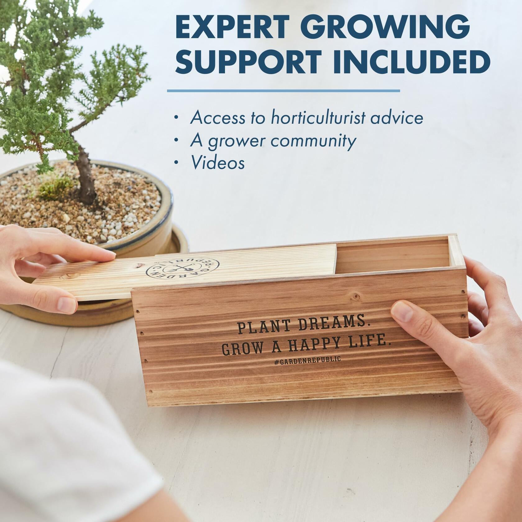 Garden Republic Medium Bonsai Tree Kit Grow 3 Mini Trees Indoor Green Brown