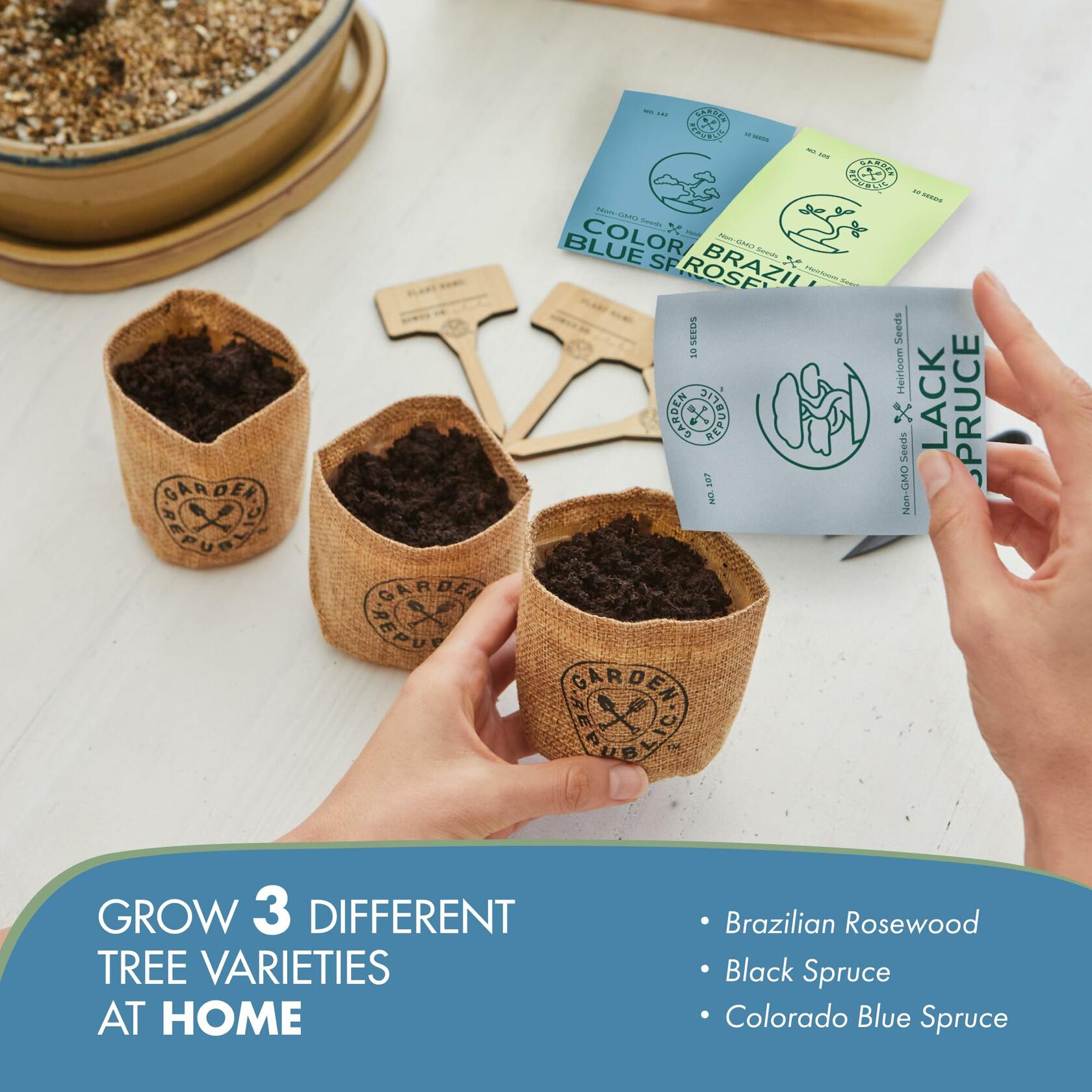 Garden Republic Medium Bonsai Tree Kit Grow 3 Mini Trees Indoor Green Brown