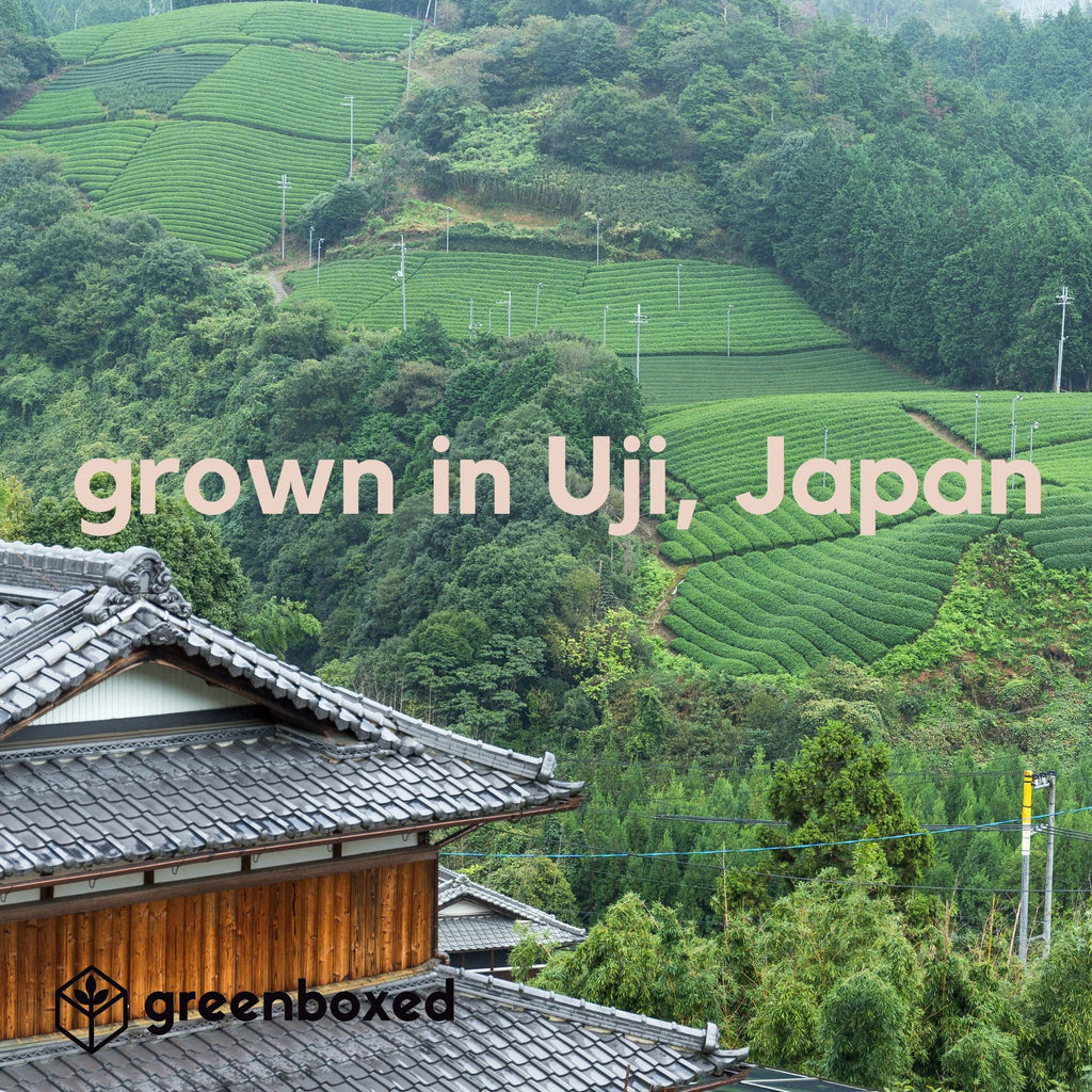 Culinary Grade Matcha, 1 oz.